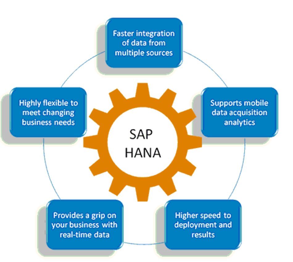 seo sap
